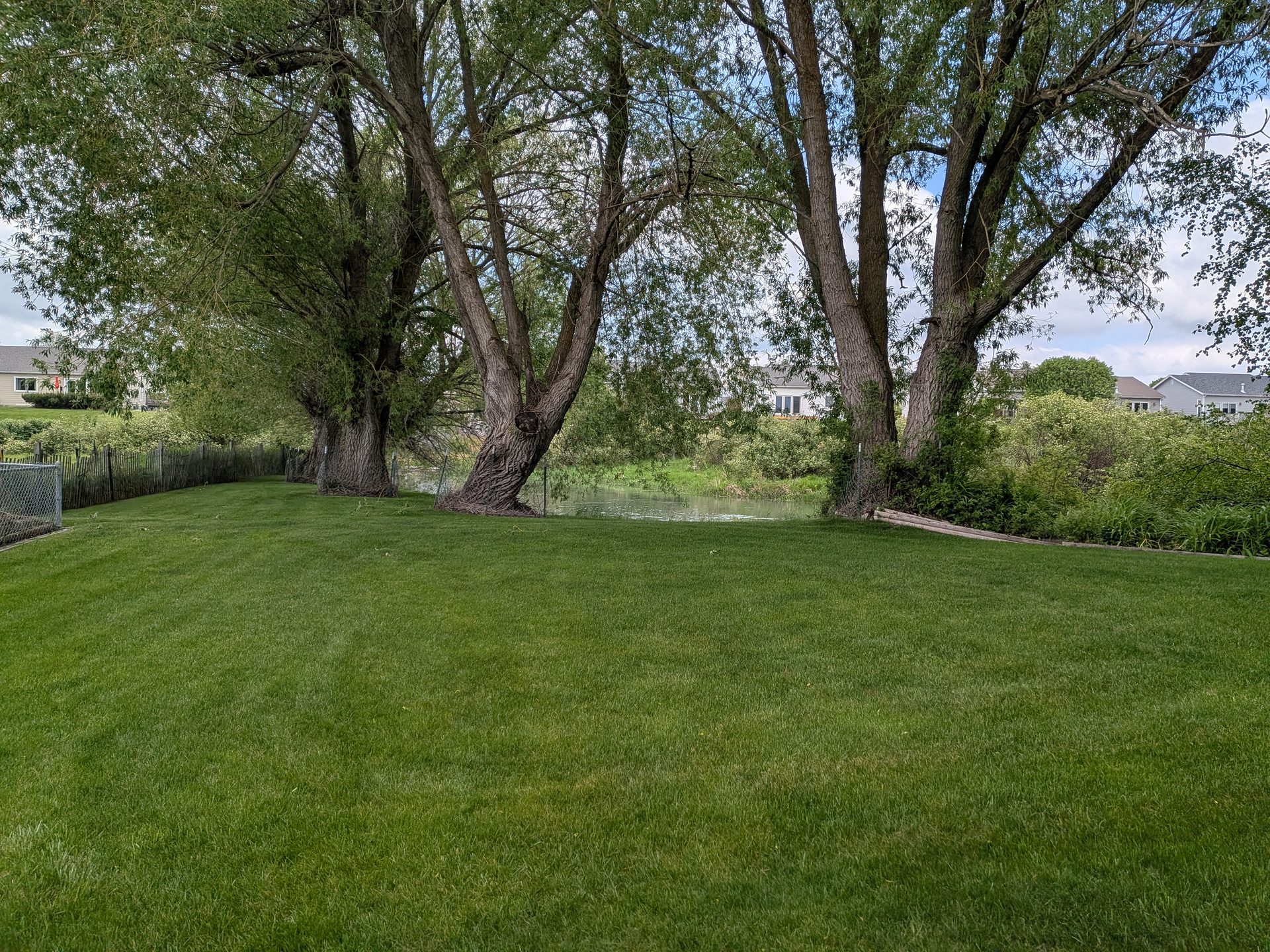Willows and lawn along the river